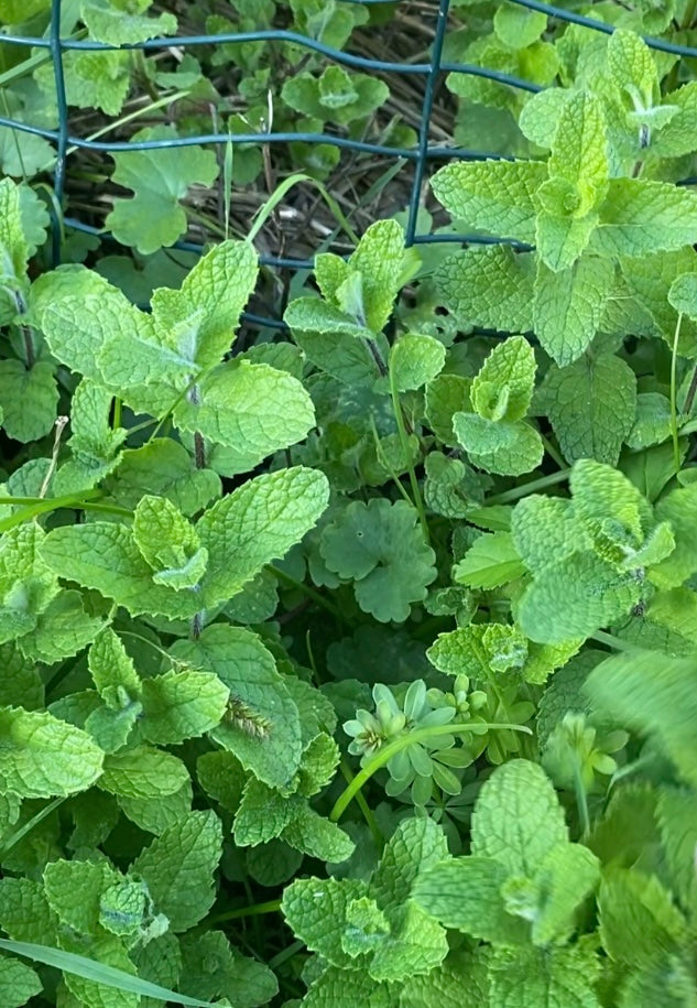 Apple Mint - Mentha suaveolens