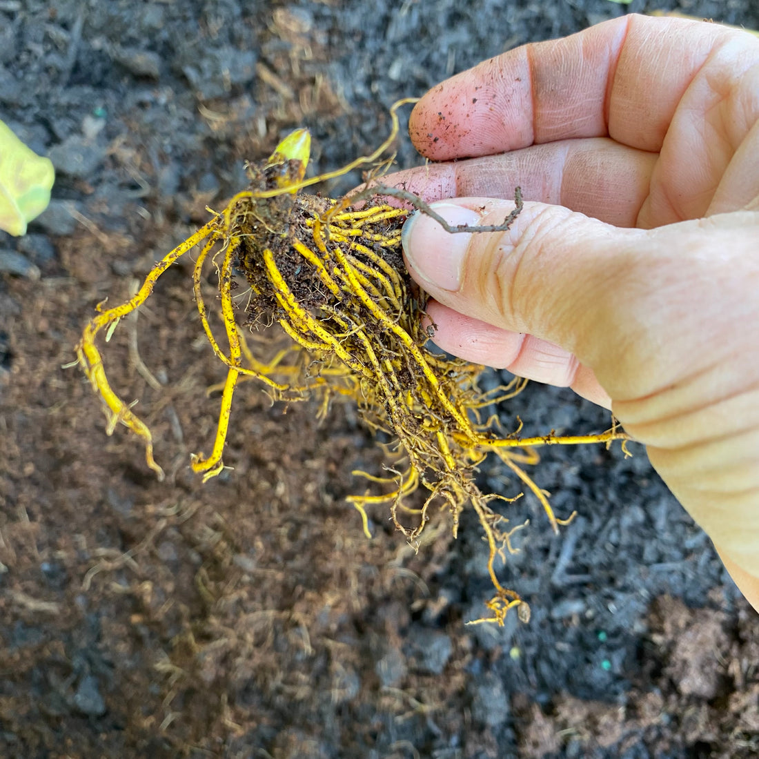 Why Did I Plant Roots and Rhizomes?