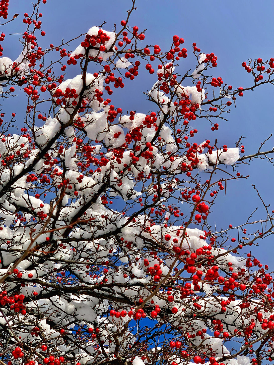 Hawthorn, Crataegus - Thornapple