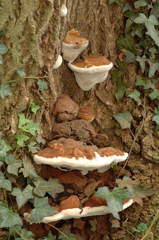 Artist’s Bracket Mushroom - Ganoderma applanatum