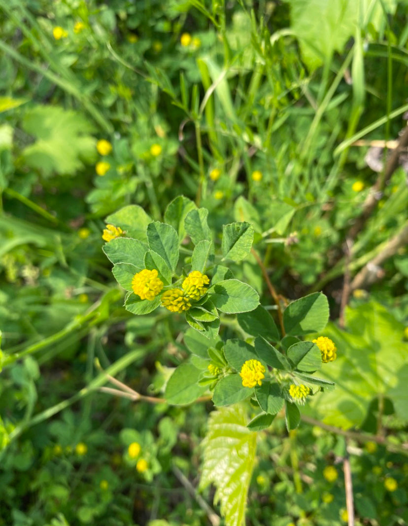 Black Medick - Medicago lupulina