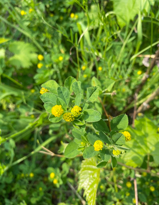 Black Medick - Medicago lupulina