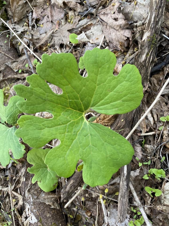 Bloodroot - Sanguinaria canadensis