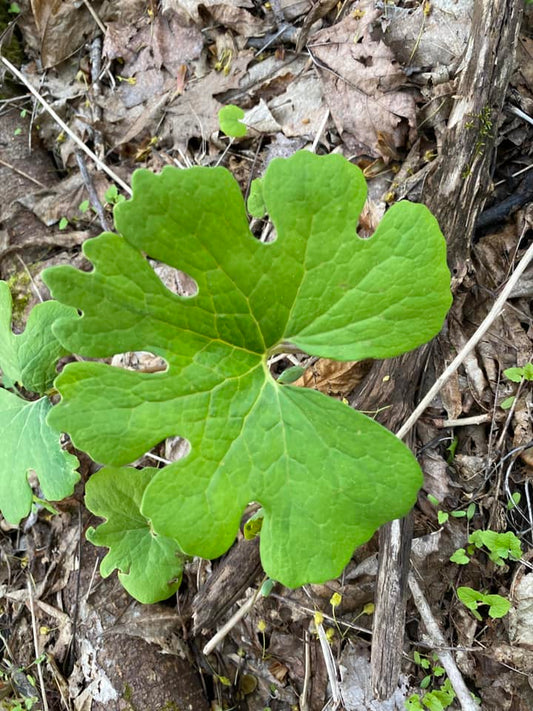 Bloodroot - Sanguinaria canadensis