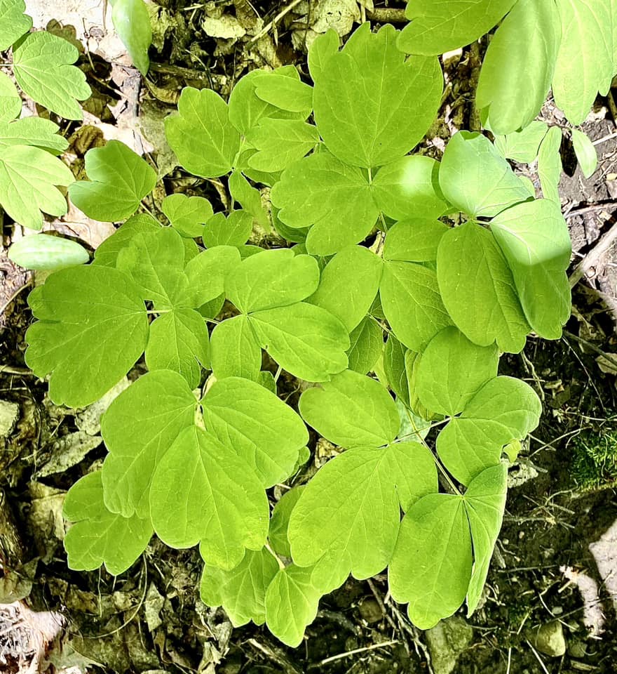 Blue Cohosh - Caulophyllum thalctroides