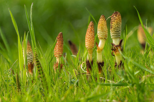 Horsetail - Equisetum arvense