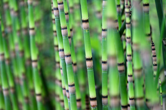 Horsetail - Equisetum arvense - Information