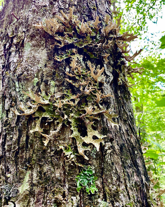 Lungwort - Lobaria pulmonaria