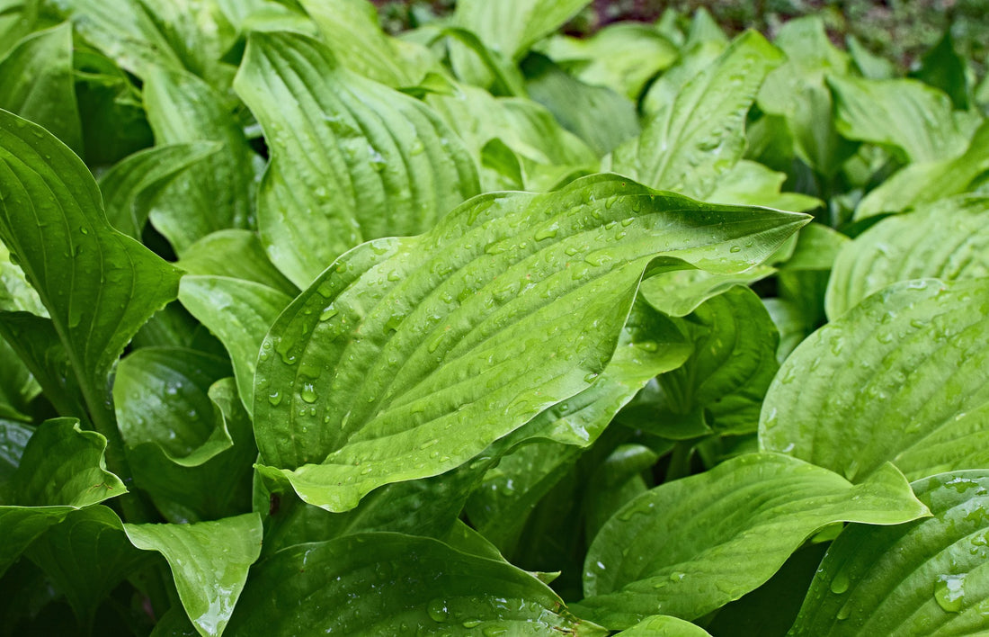 Plantain - Plantago major or Plantago lanceolata