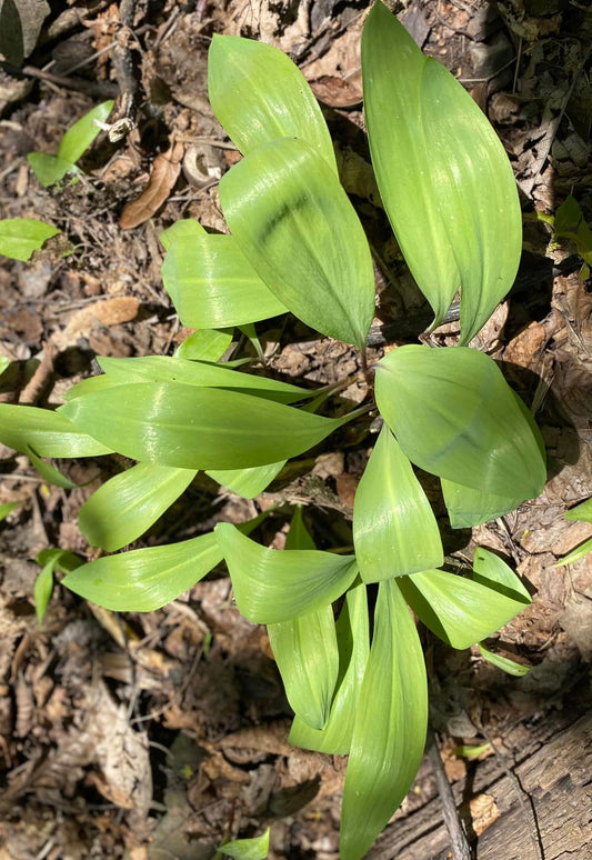 Springtime is Ramp Time