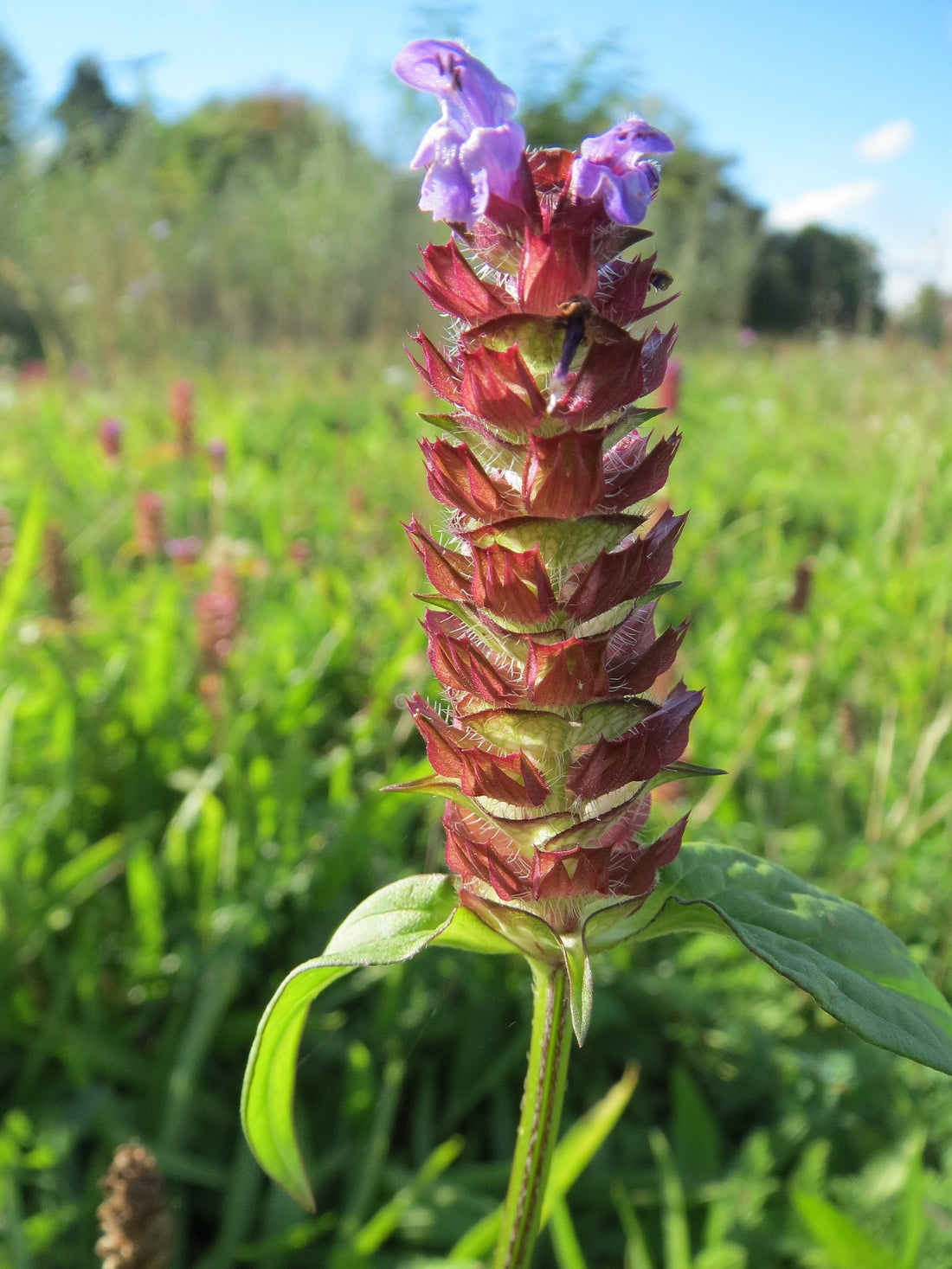 Self-Heal - Prunella vulgaris