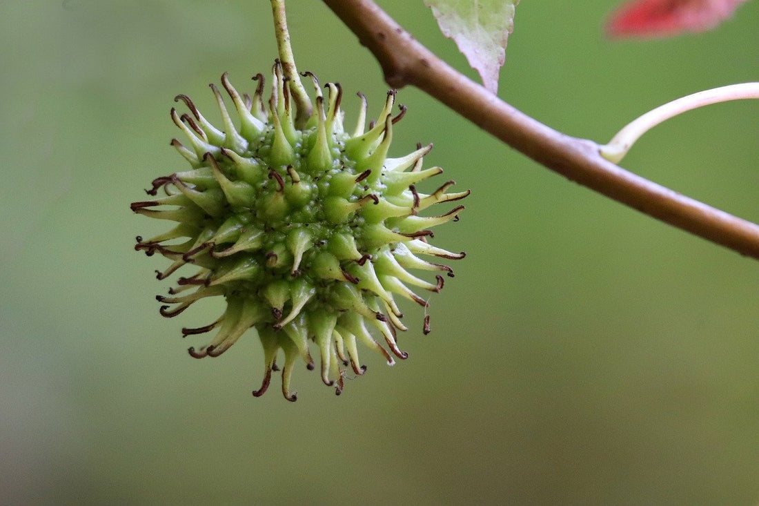 Sweetgum - Liquidambar styriciflua