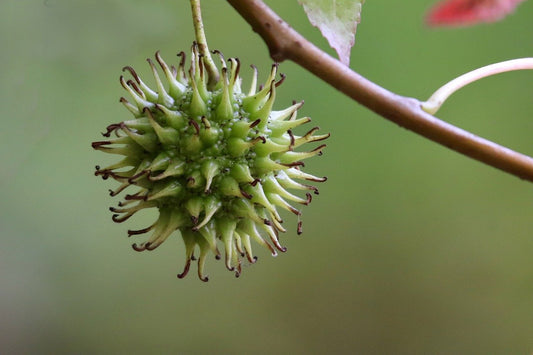 Sweetgum - Liquidambar styriciflua