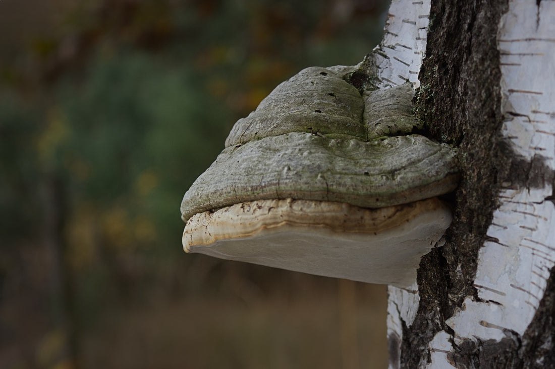 Tinder Bracket Mushroom - Fomes fomentarius