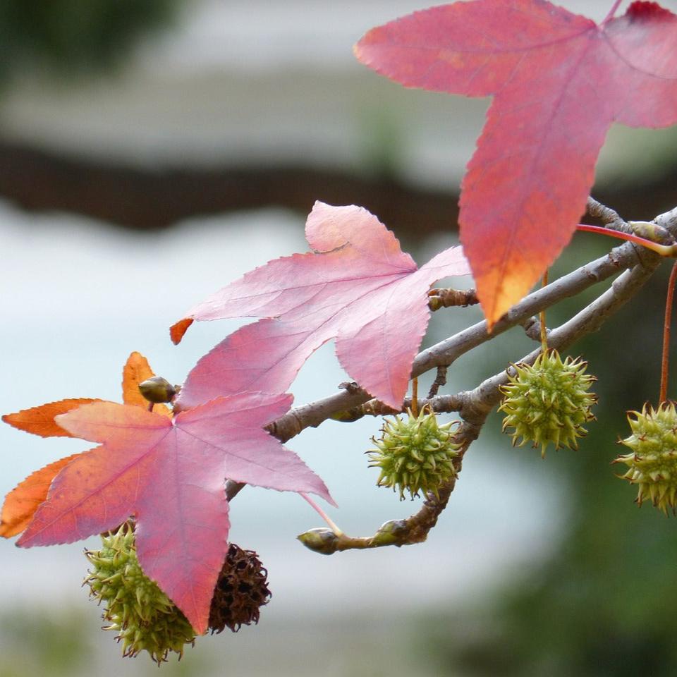 a close up of a branch with leaves and flowers