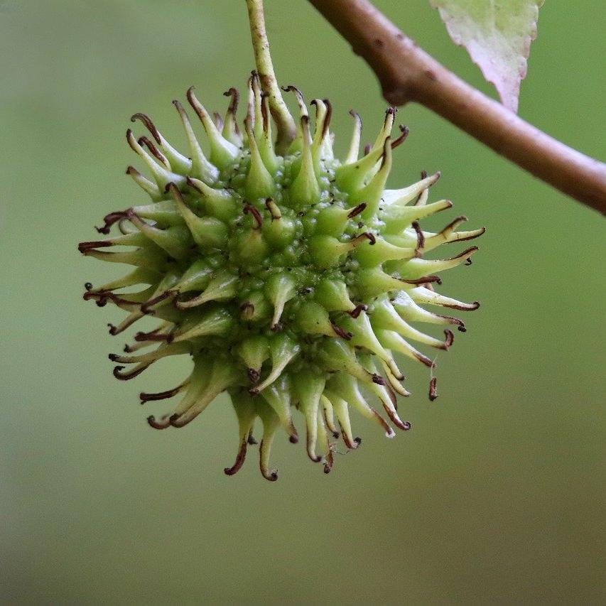 a close up of a flower on a tree branch