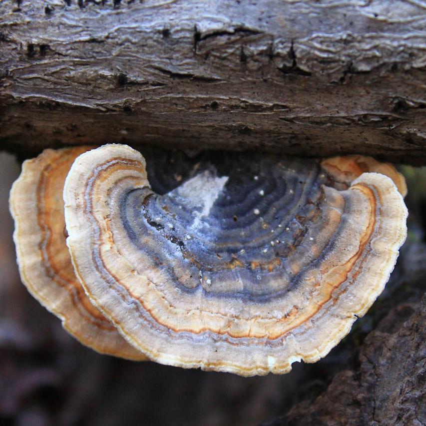 a close up of a mushroom on a tree