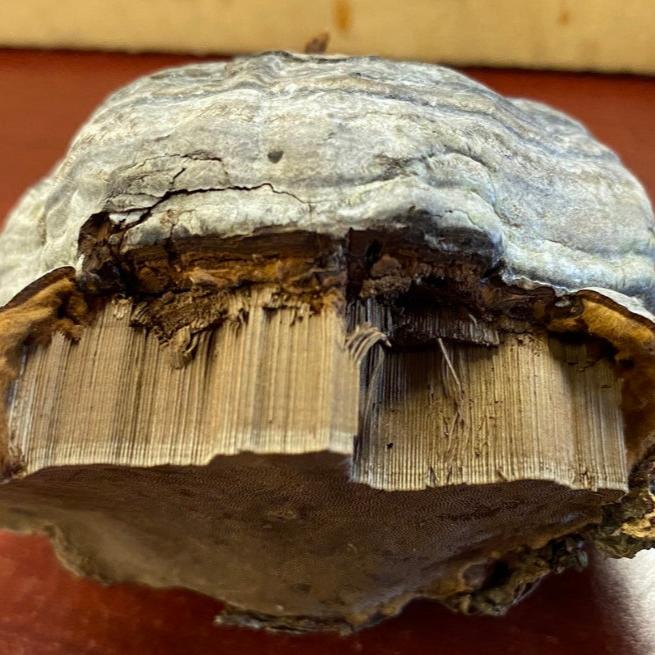 a close up of a piece of wood on a table