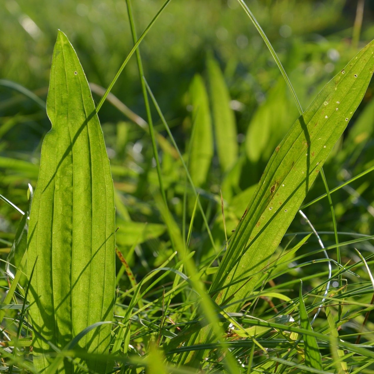 a close up of a green plant in the grass