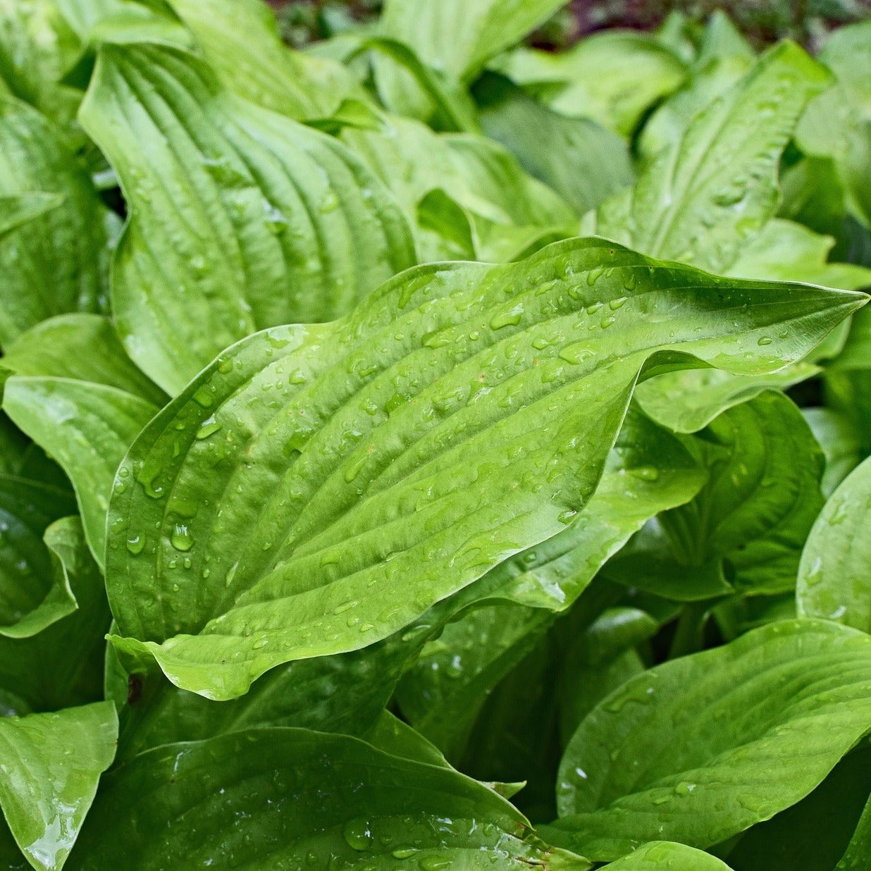 a field of green leaves with water droplets on them