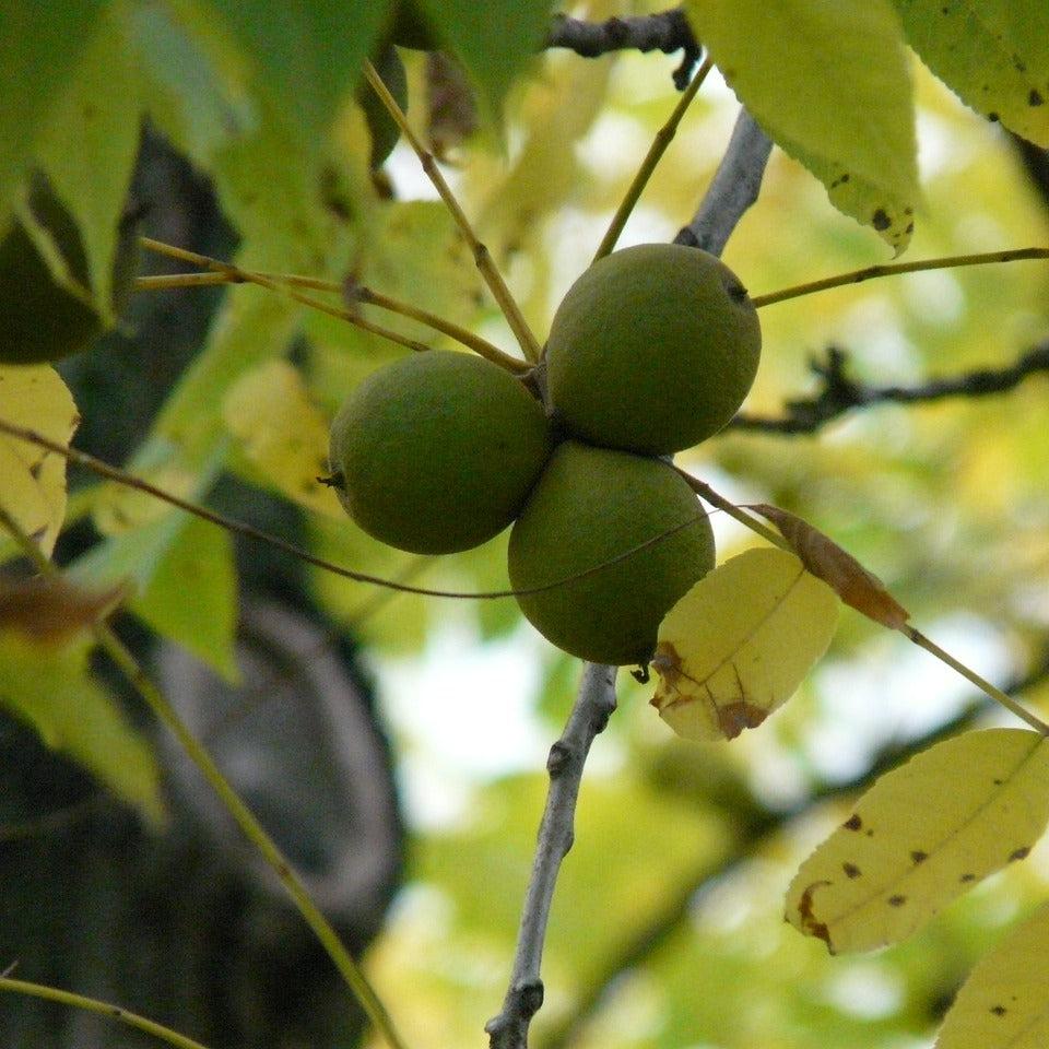 Black Walnuts