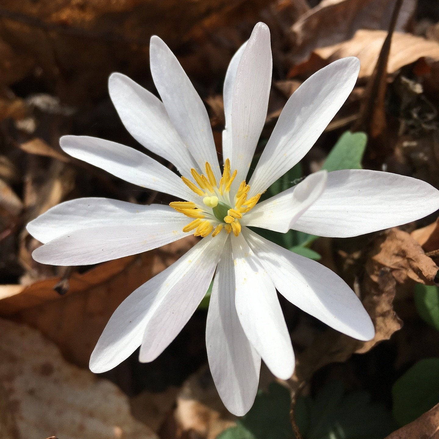 Bloodroot Tincture - Sanguinaria Canadensis Herbal Extract - 1 oz. or 2 oz. Dropper Bottle