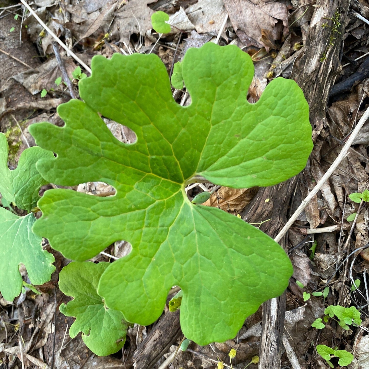 Bloodroot Tincture - Sanguinaria Canadensis Herbal Extract - 1 oz. or 2 oz. Dropper Bottle