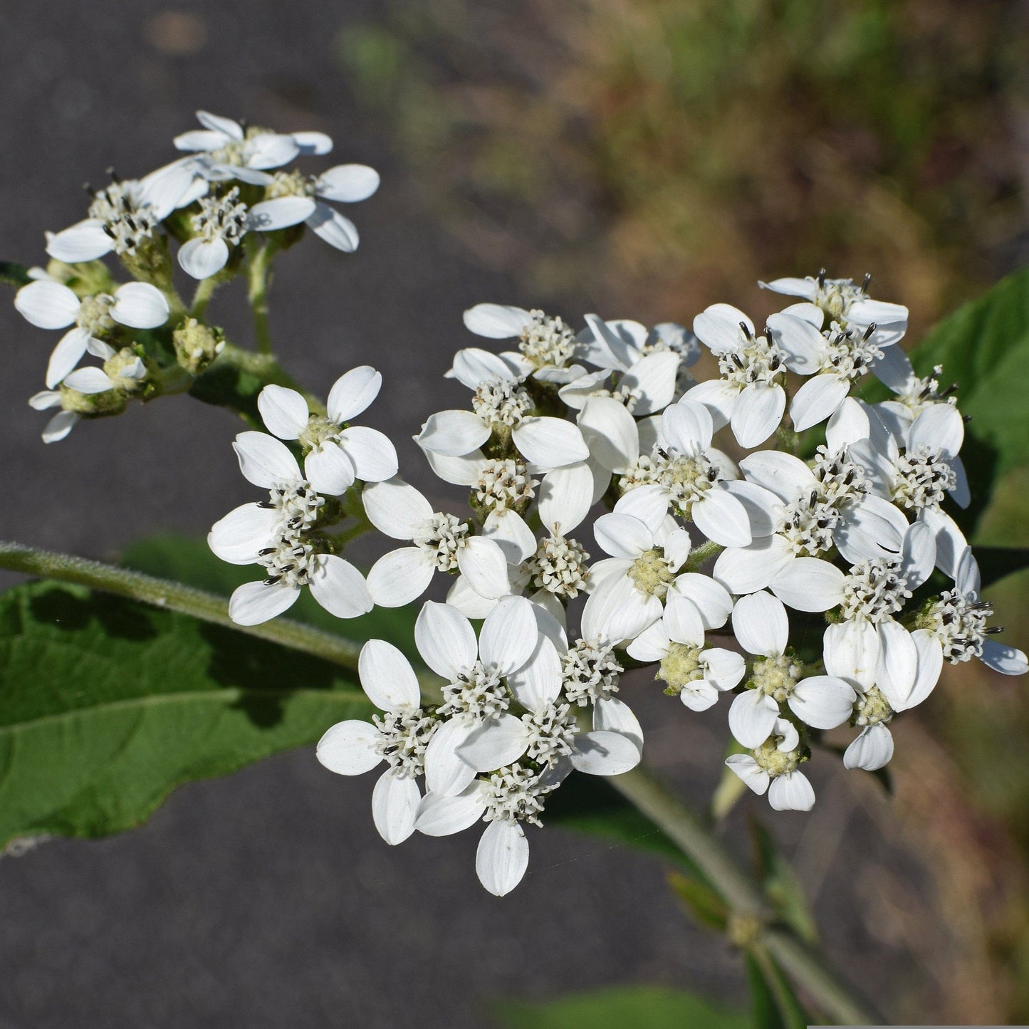 Boneset Tincture, Eupatorium Perfoliatum Extract, 1 oz. or 2 oz. Dropper Bottle