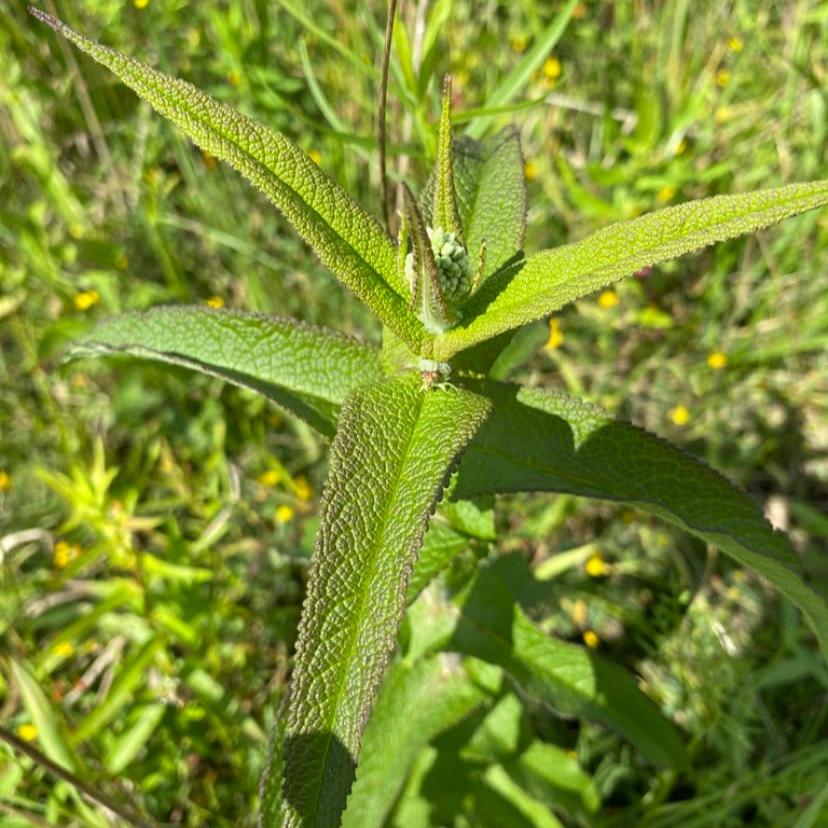 Boneset Tincture, Eupatorium Perfoliatum Extract, 1 oz. or 2 oz. Dropper Bottle