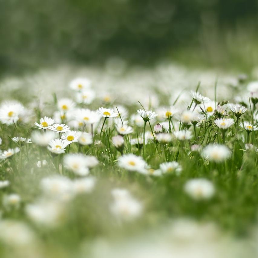 Daisy Flowers