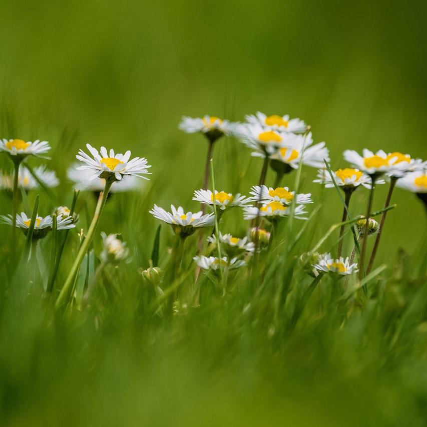 Field of Daisy Flowers