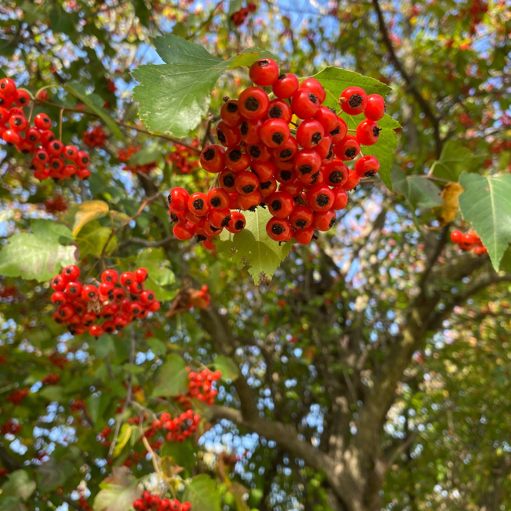 Hawthorn Tincture, Crataegus Extract, Herbal Tincture, 1 oz. or 2 oz. Dropper Bottle