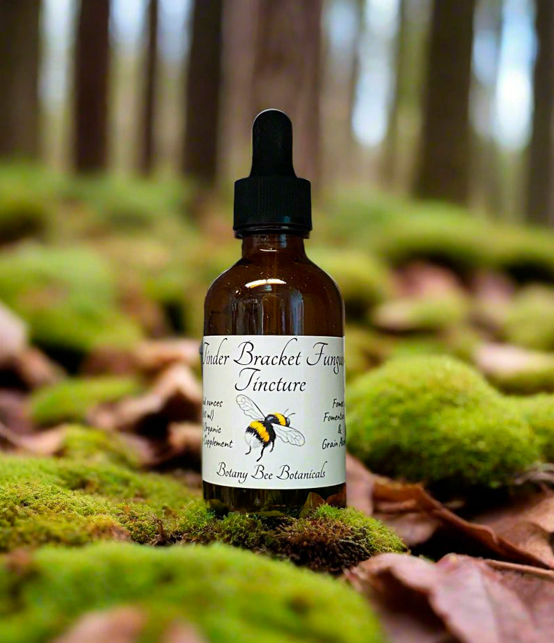 Tinder Bracket Mushroom Tincture, Fomes Fomentarius, Mushroom Extract, 1 oz. or 2 oz. Dropper Bottle