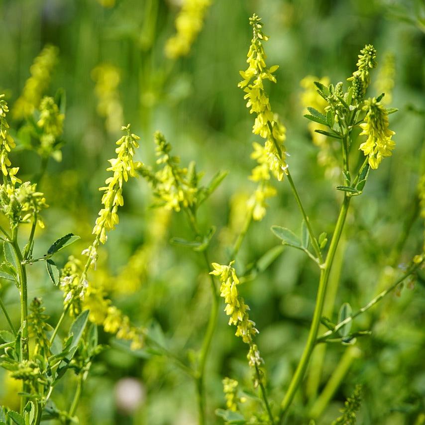 Yellow Sweet Clover Melilotus officinalis