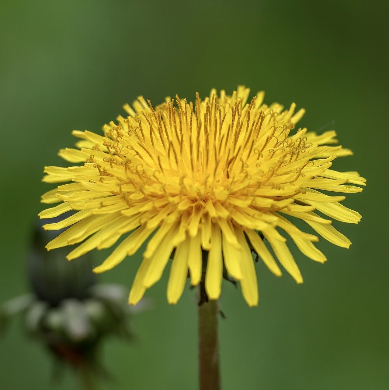 Dandelion Slave