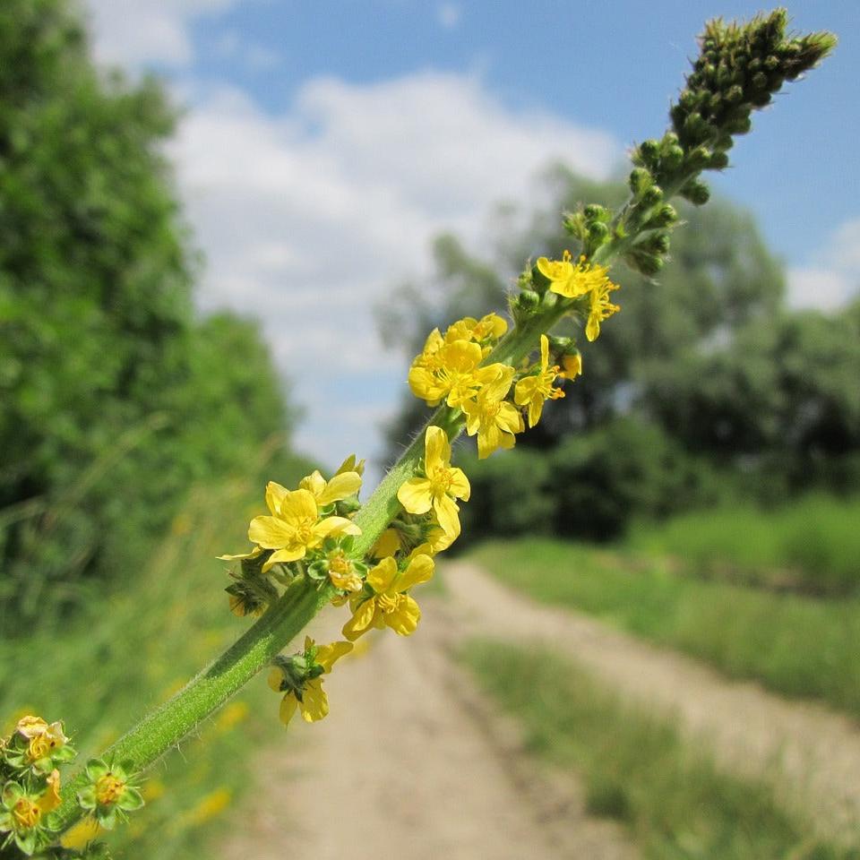 Agrimony Flowers