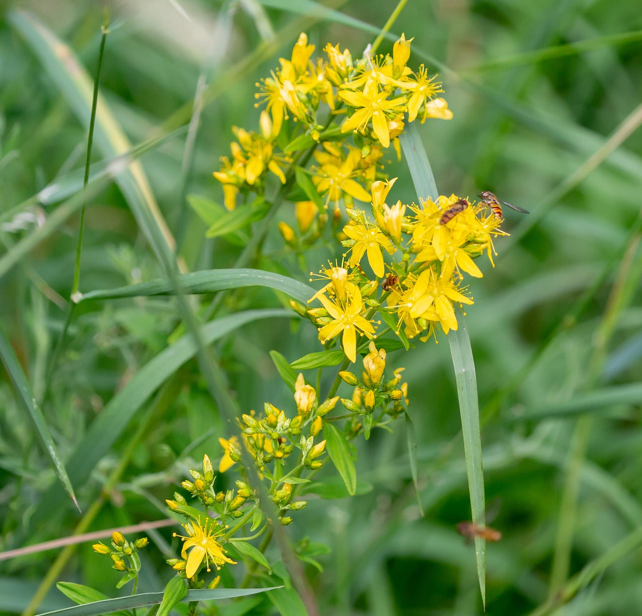 Agrimony Blossoms