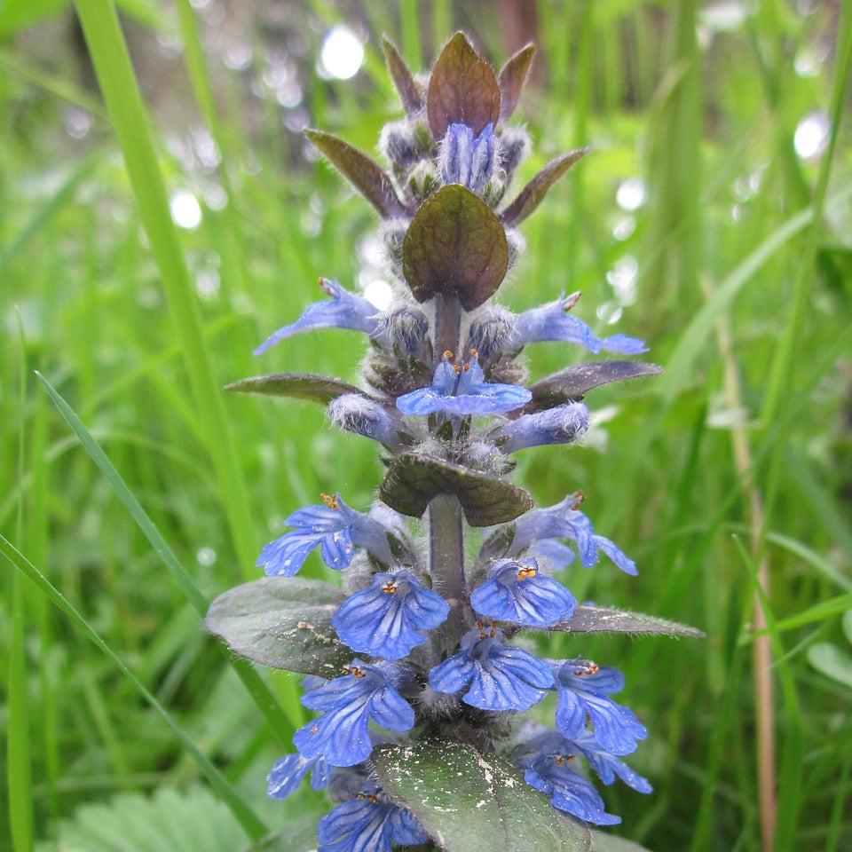 Bugleweed Tincture, Ajuga reptans Extract, 1 oz. or 2 oz. Dropper Bottle