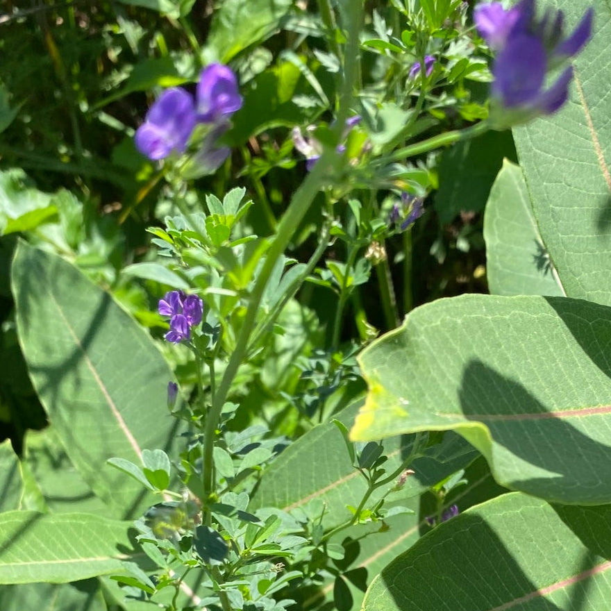 alfalfa