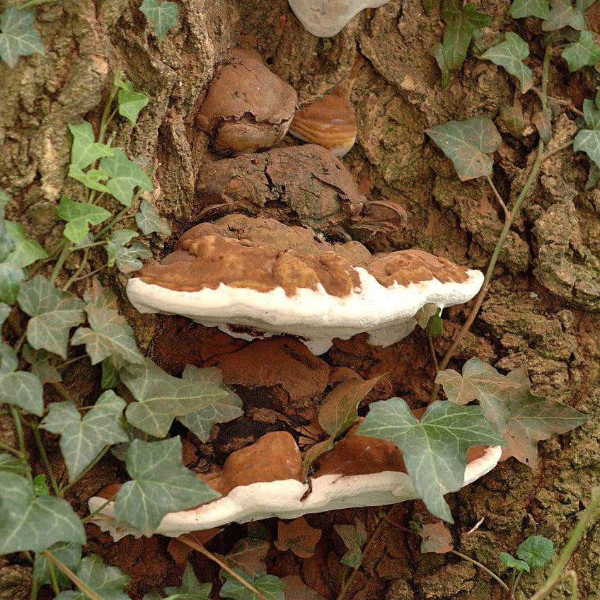 Artist's Bracket Mushroom