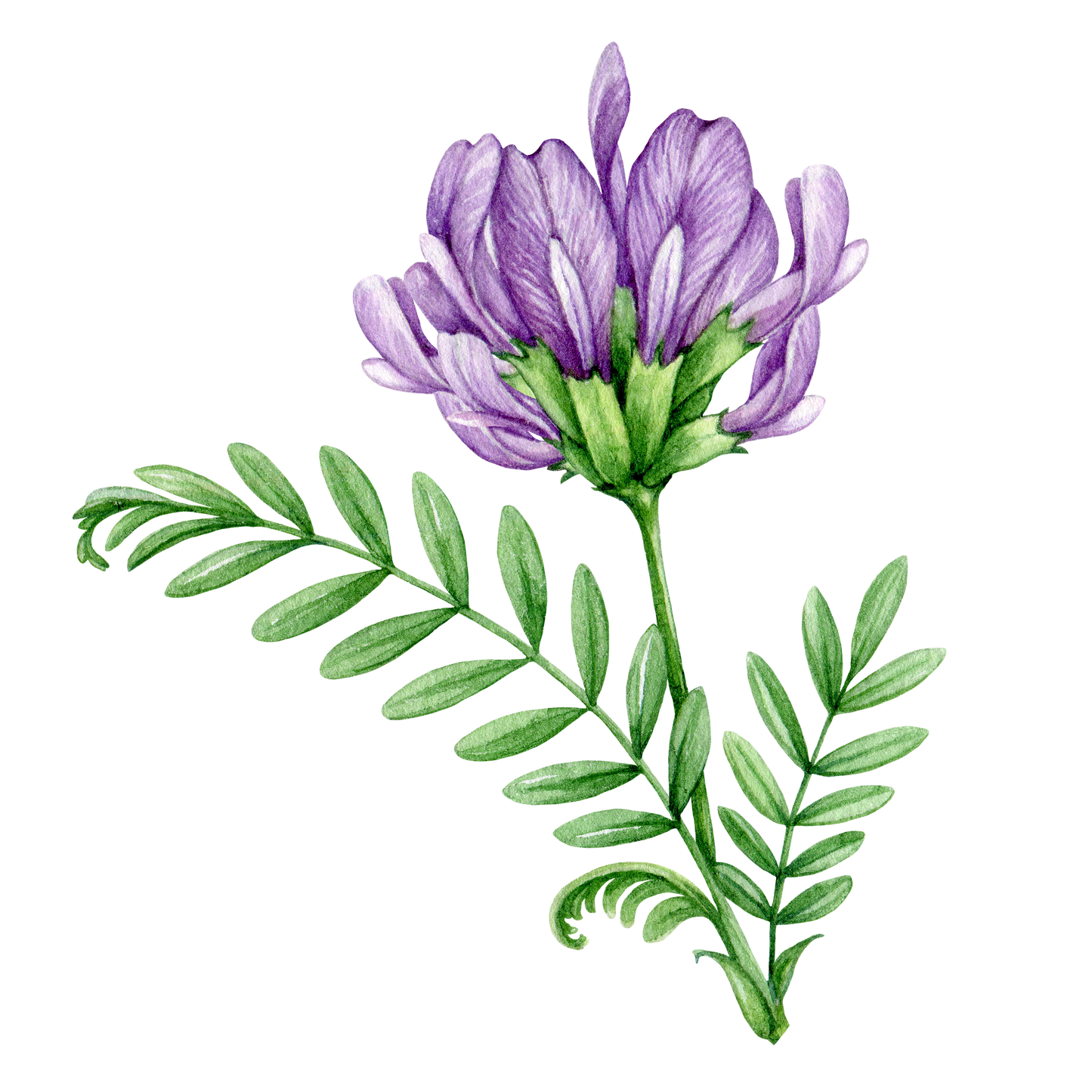 Astragalus Flower