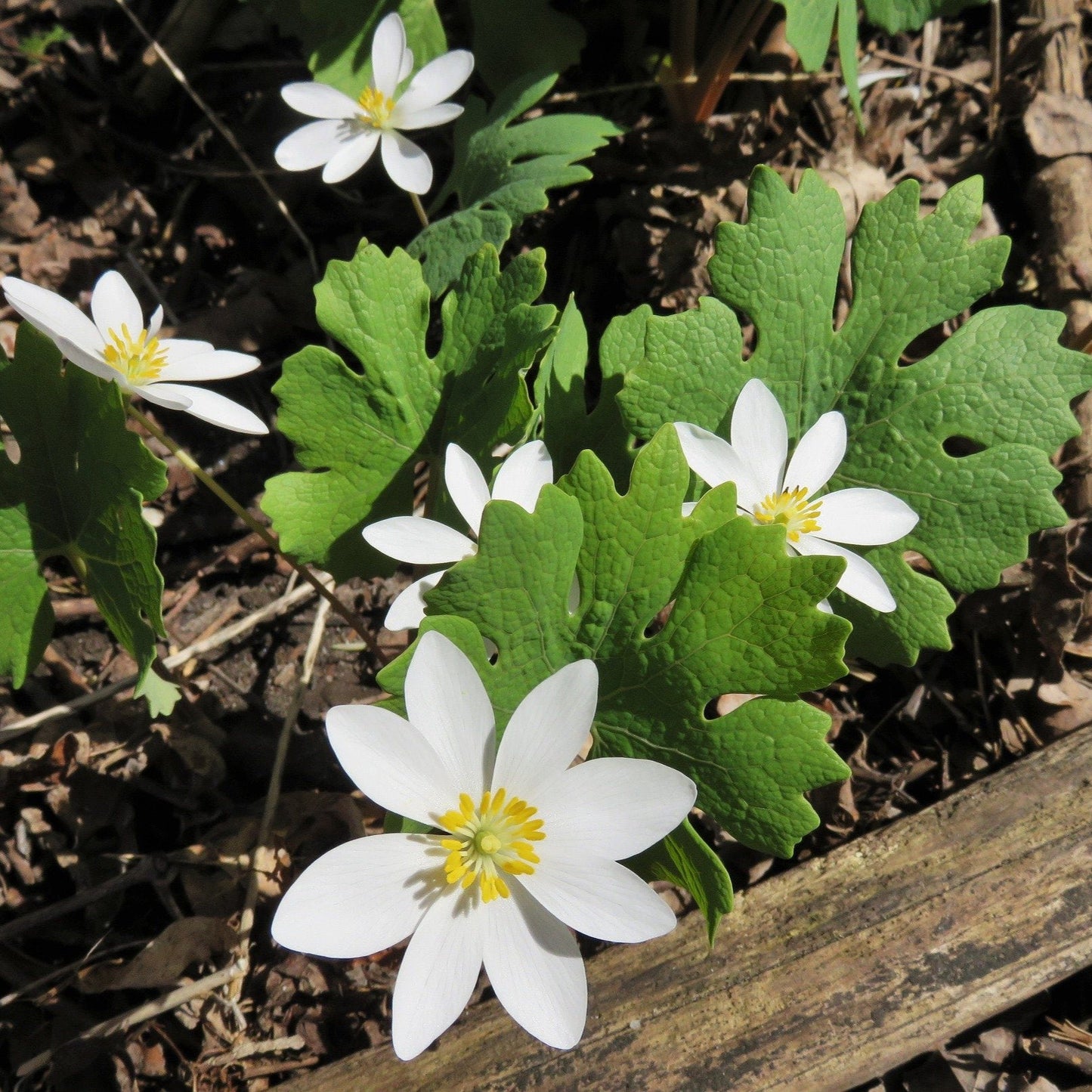 Bloodroot Tincture - Sanguinaria Canadensis Herbal Extract - 1 oz. or 2 oz. Dropper Bottle