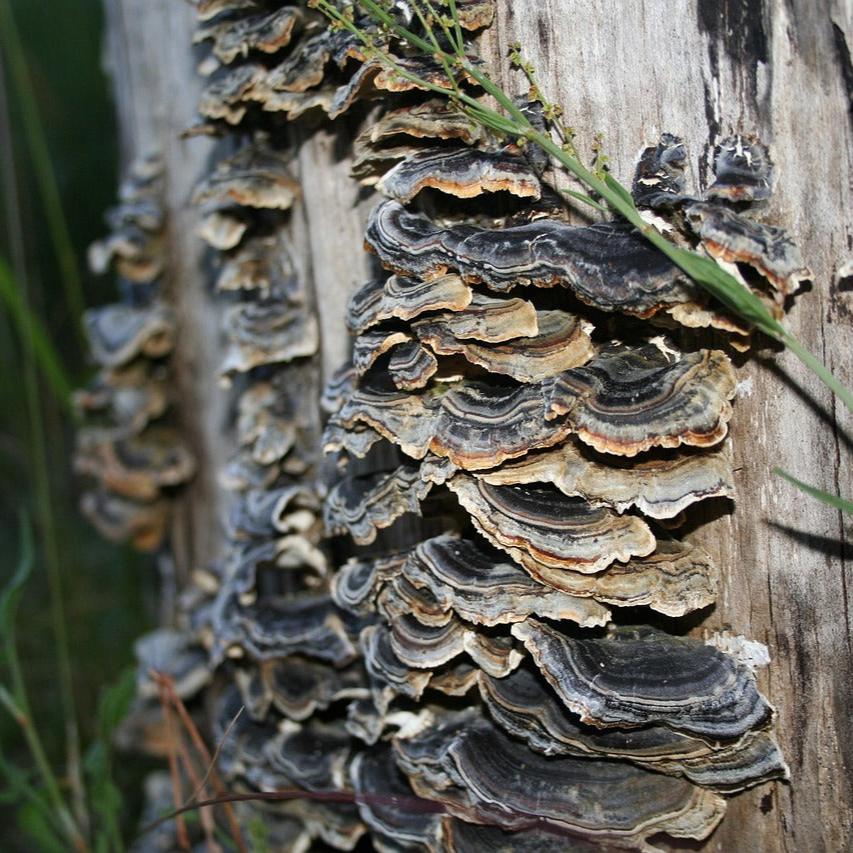 a close up of a bunch of mushrooms on a tree