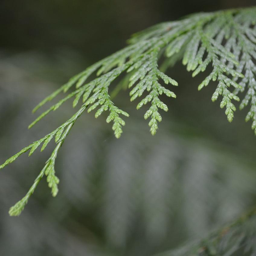 Cedar Leaf for Salve