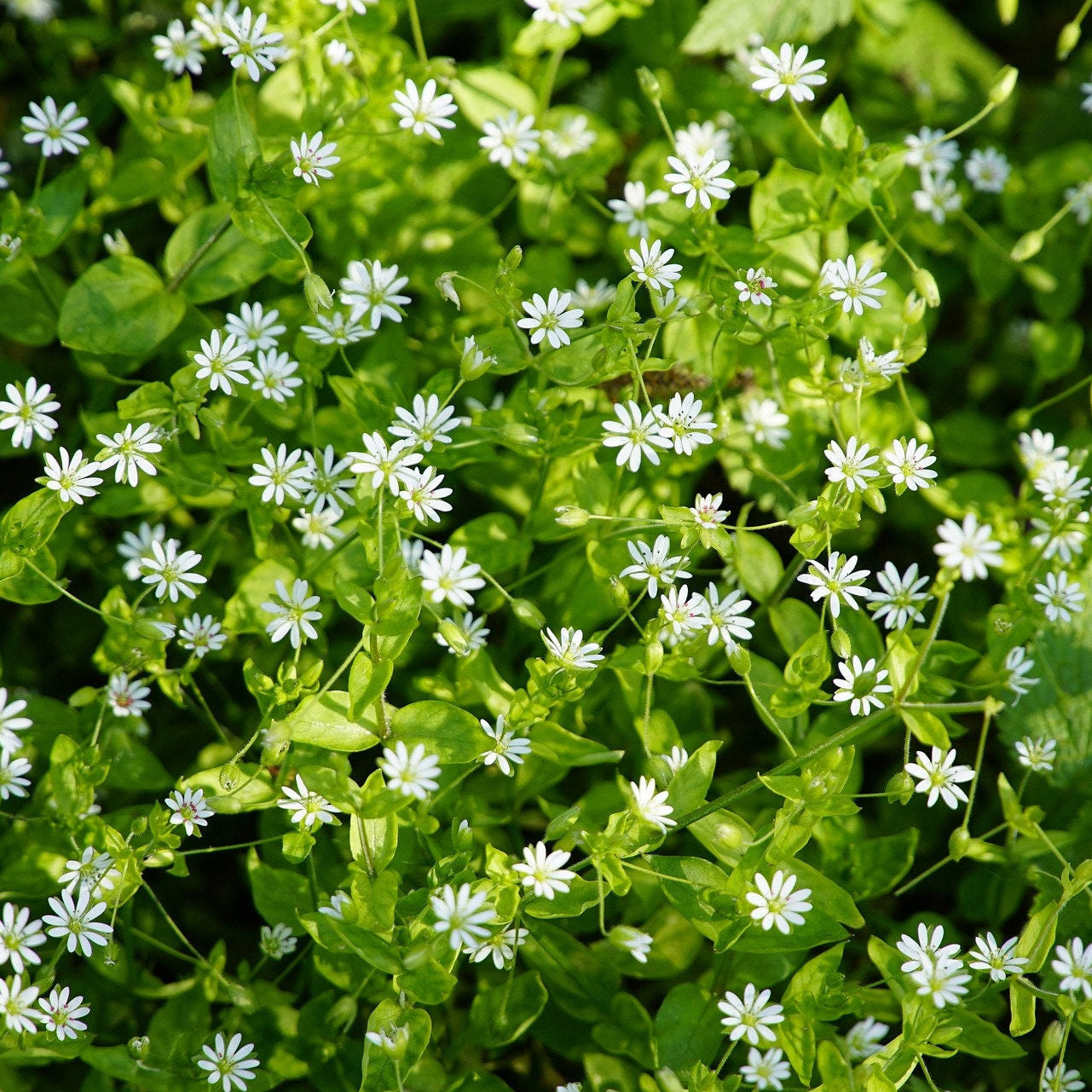 Organic Dandelion - Chickweed - Yarrow Salve with Vitamin E