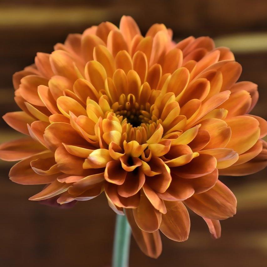 Chrysanthemum Blossom