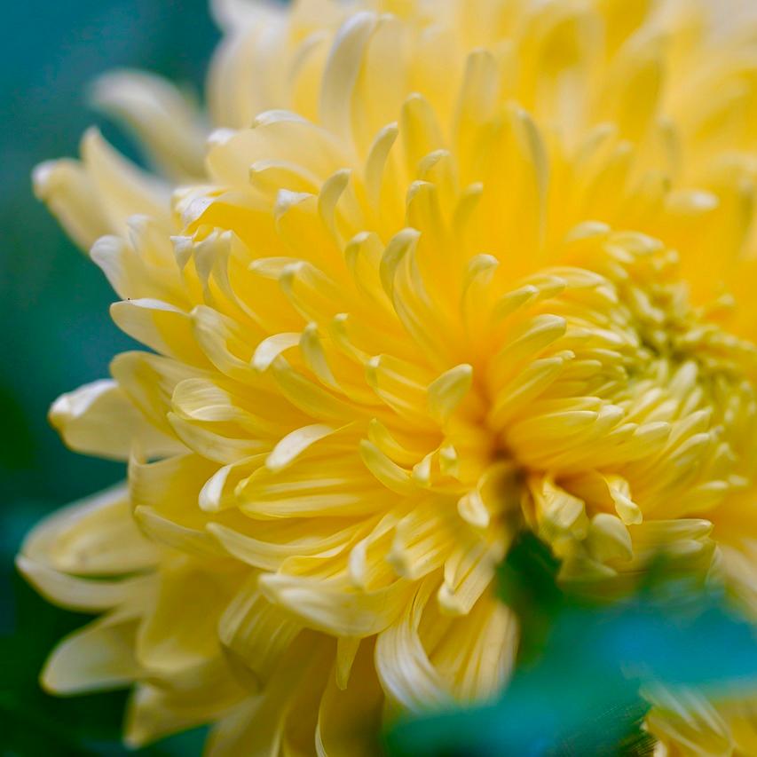 Chrysanthemum Flower