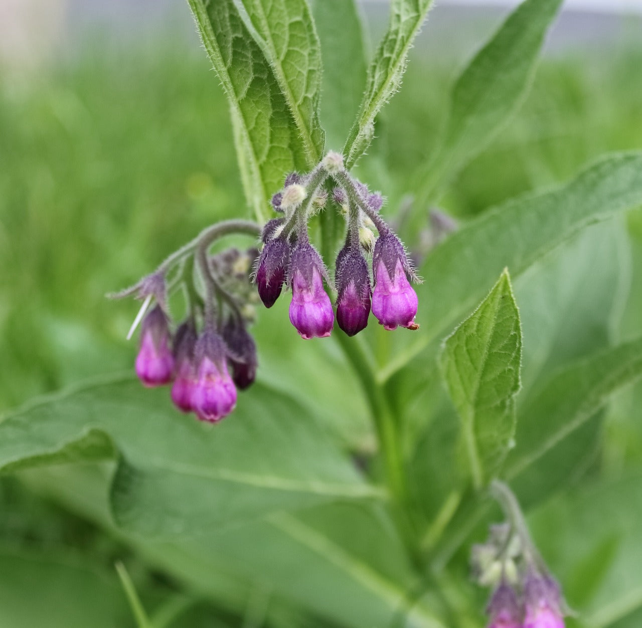 Organic Comfrey, Rosehip, Sweet Woodruff, Frankincense Salve 2-oz.