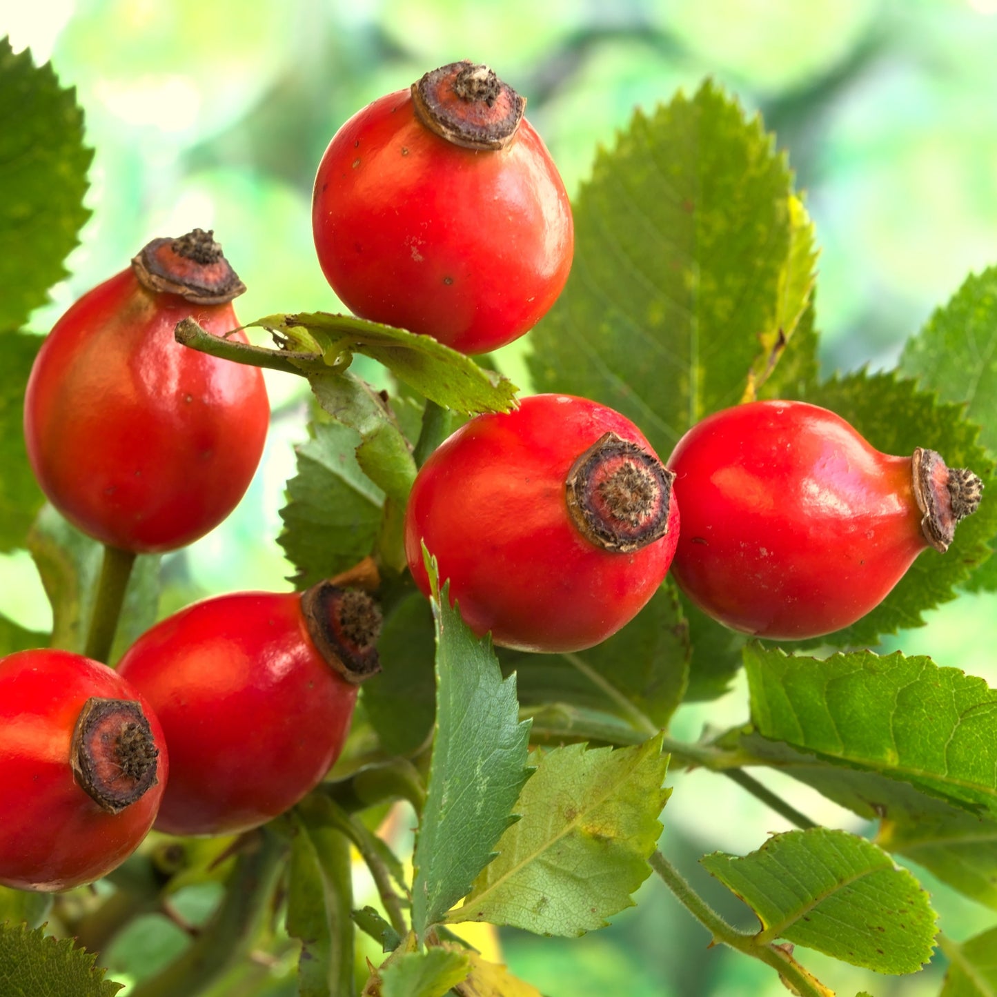 Rose Hips