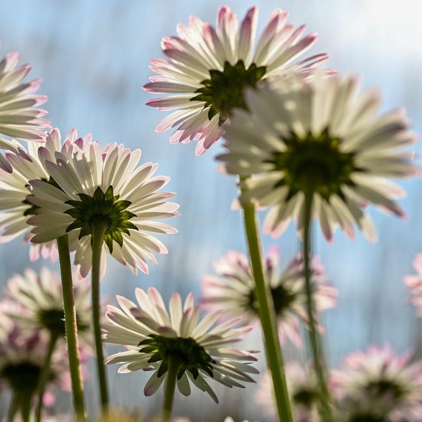 Daisy Blossoms